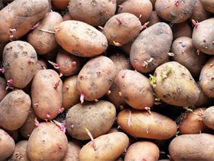 Batata de Semente