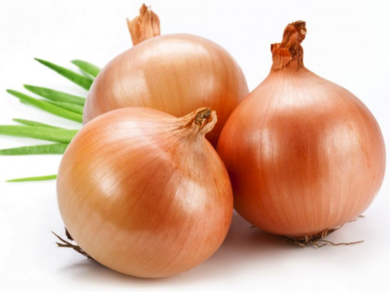 Cebola
