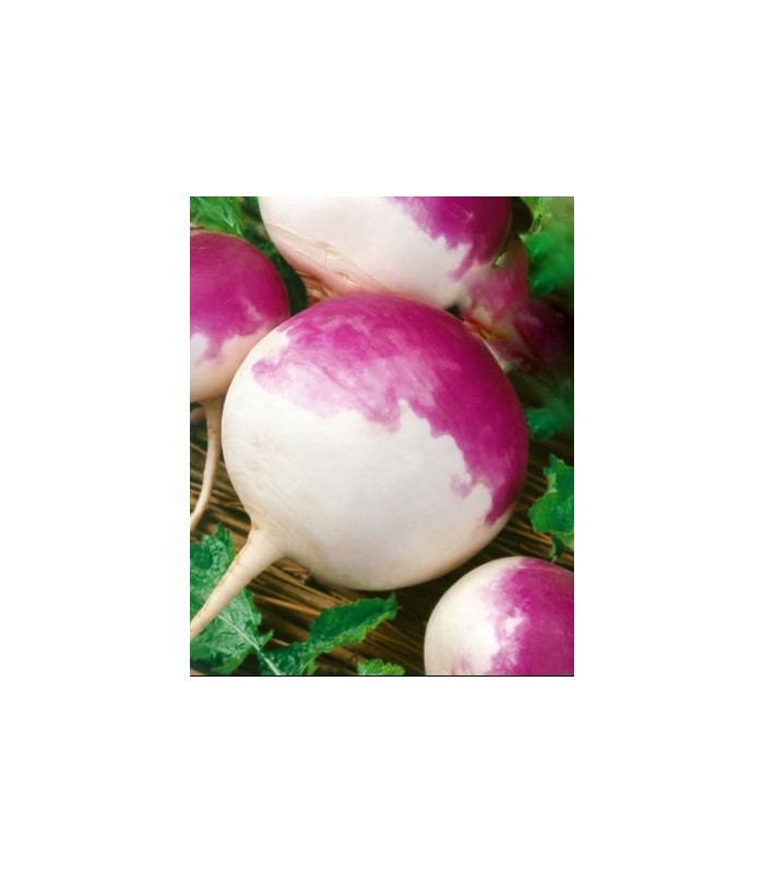Cabeça de Nabo