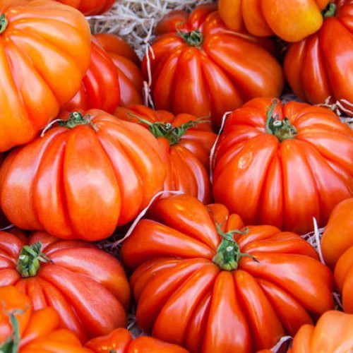 Tomate